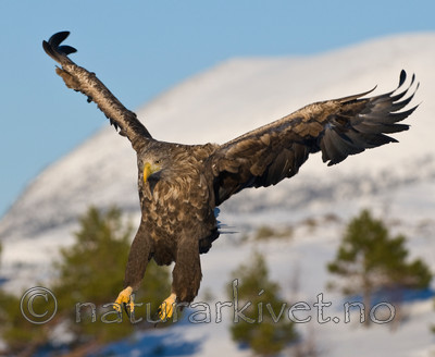 BB 10 0010 / Haliaeetus albicilla / Havørn